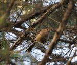 棕头鸦雀(Suthora webbiana)